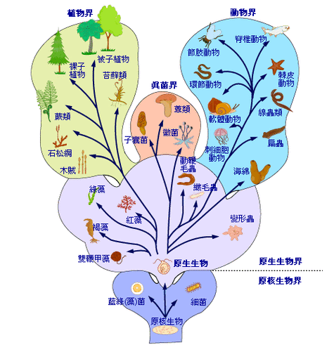 生物区系